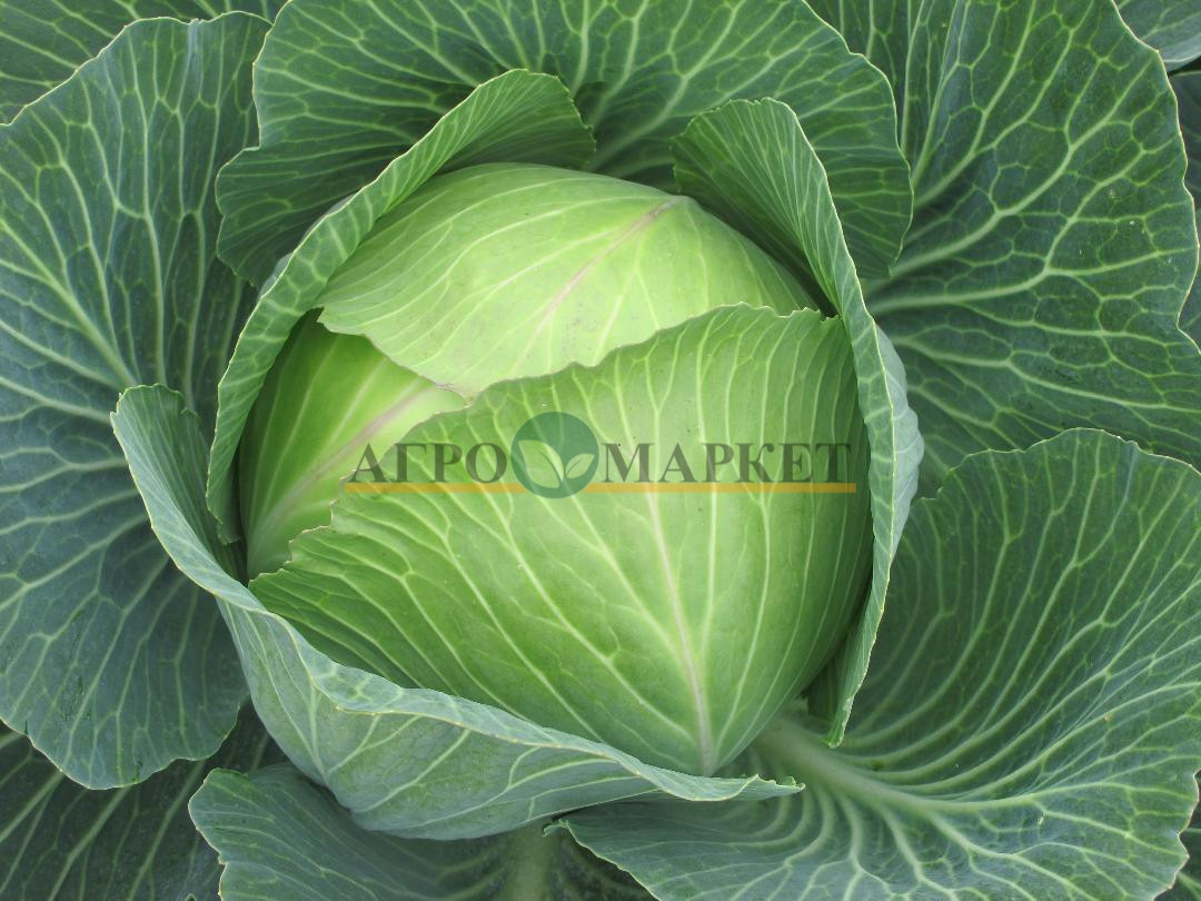 Капуста белокочанная СВ 3404 F1 / SV 3404 F1 Seminis  фото 3