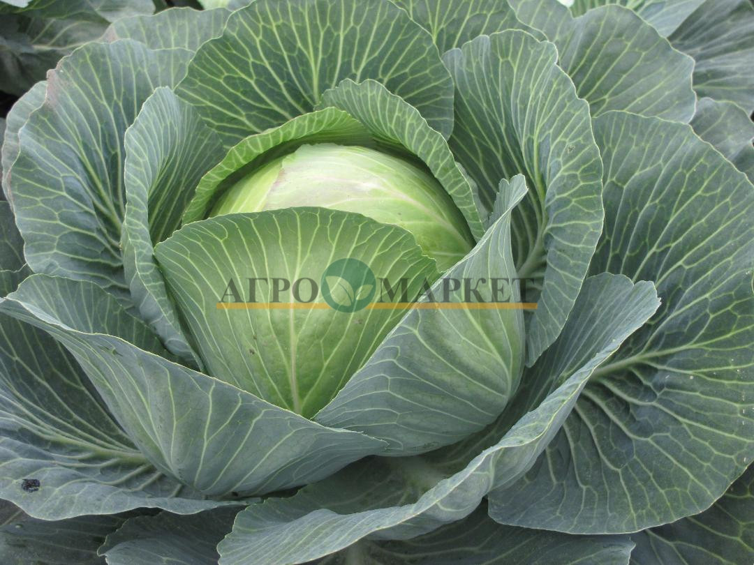 Капуста белокочанная СВ 3404 F1 / SV 3404 F1 Seminis  фото 2