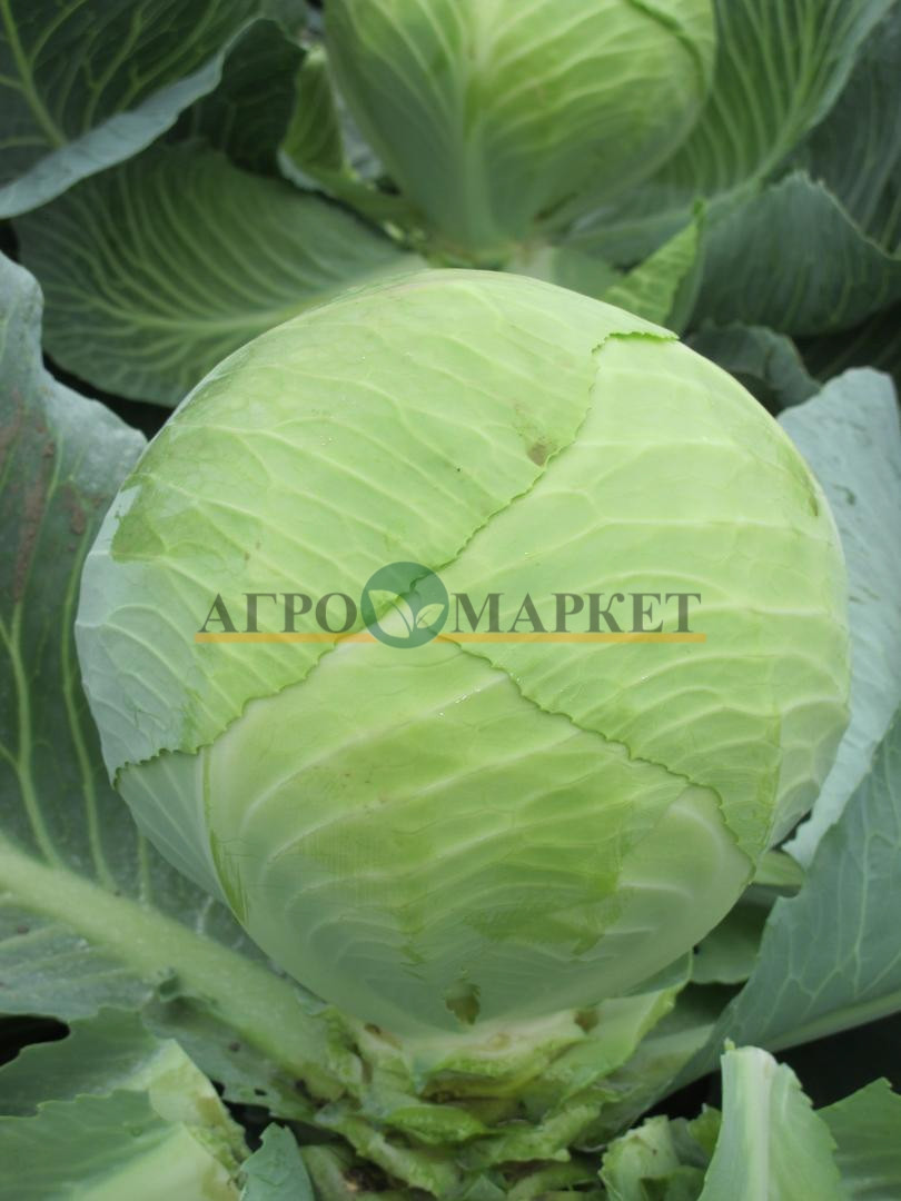 Капуста белокочанная СВ 3404 F1 / SV 3404 F1 Seminis  фото 4