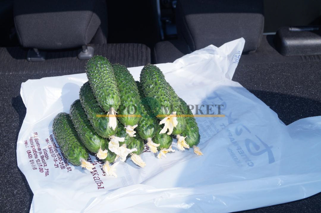 Огурец СВ 4097 ЦВ F1 Seminis 