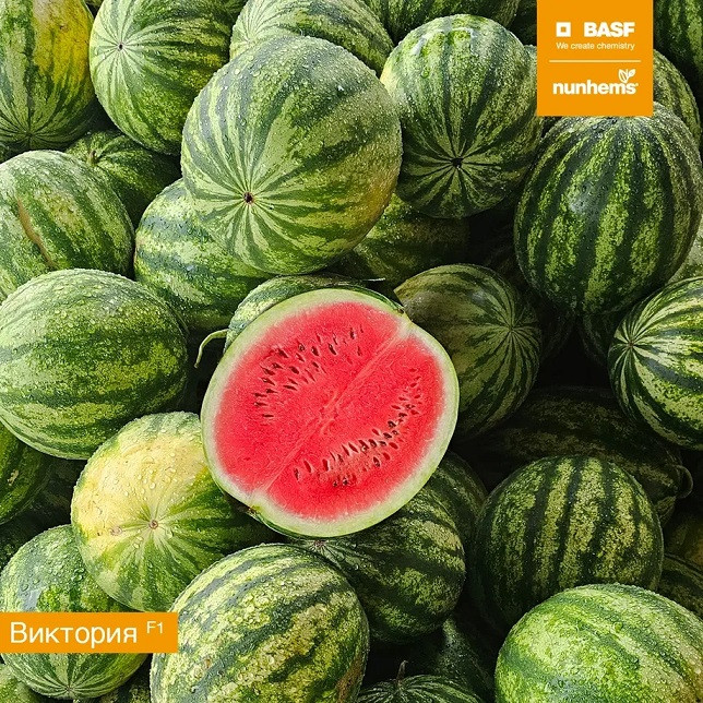 Арбуз ВИКТОРИЯ F1 / VICTORIA F1 Nunhems  фото 2