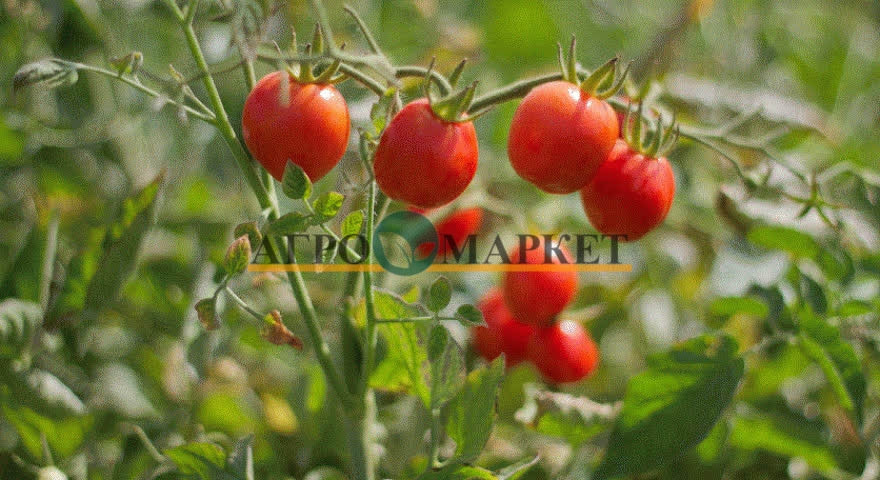 Томат 6 ПУНТО 7 F1 / 6 PUNTO 7 F1 Seminis  фото 7