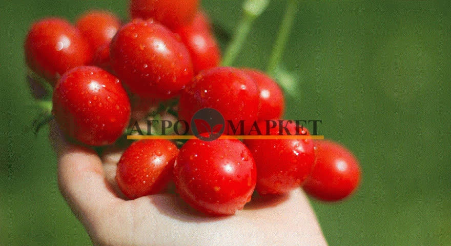 Томат 6 ПУНТО 7 F1 / 6 PUNTO 7 F1 Seminis  фото 6