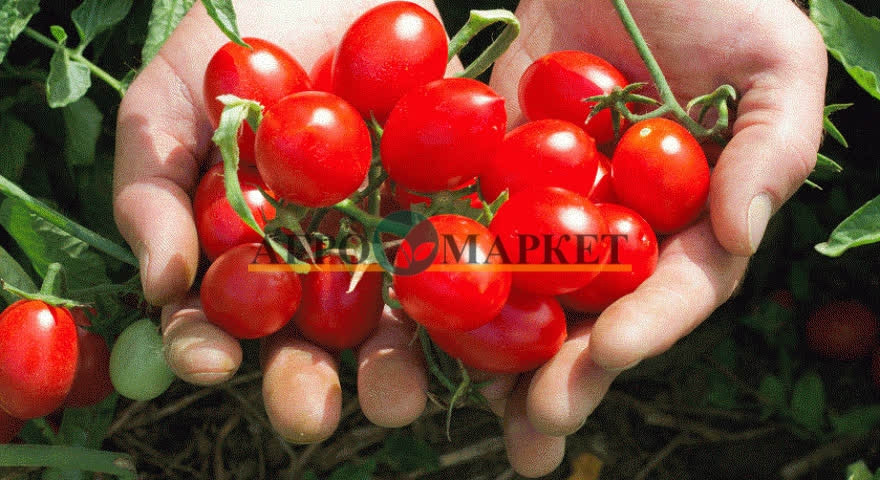 Томат 6 ПУНТО 7 F1 / 6 PUNTO 7 F1 Seminis  фото 4