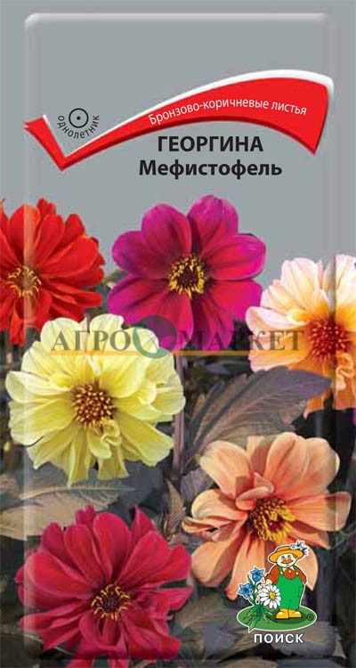 Однолетник Георгина Мефистофель ЦВ Поиск 