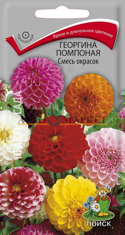 Однолетник Георгина помпонная Смесь окрасок ЦВ Поиск 