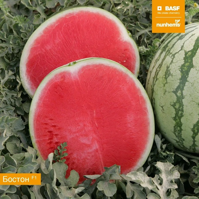 Арбуз БОСТОН F1 / BOSTON F1 Nunhems  фото 2