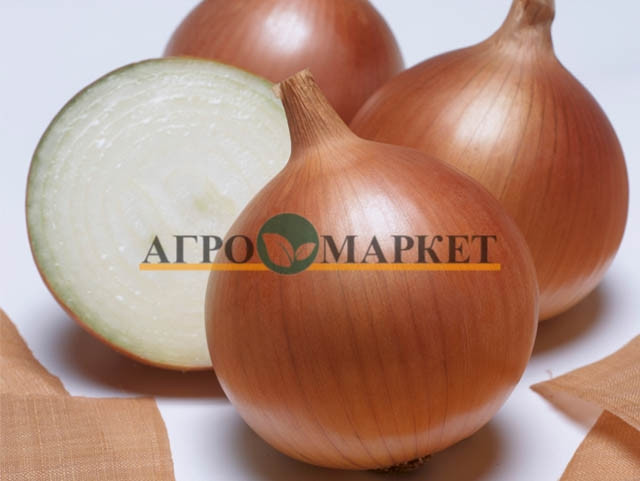 Лук Яровой БЕНЕФИТ F1 / BENEFIT F1 Takii Seeds 