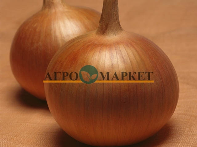 Лук Яровой БОНУС F1 / BONUS F1 Takii Seeds 