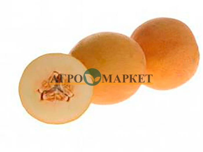 Дыня ГУРМЕТ F1 / GYRMET F1 Hollar Seeds 