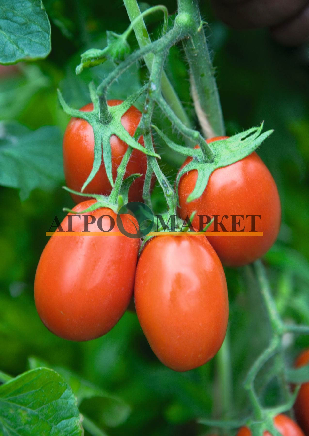 Томат ТОРКВЕЙ F1 / TORKVEY F1 Bejo 