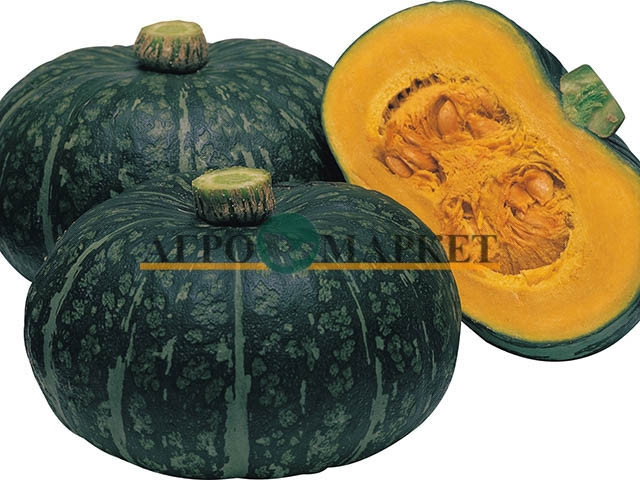 Тыква ДЕЛИКА F1 / DELIKA F1 Takii Seeds 