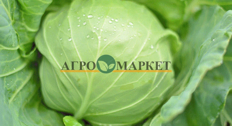 Капуста белокочанная ГРИН ФЛЭШ F1 / GREEN FLASH F1 Seminis  фото 5