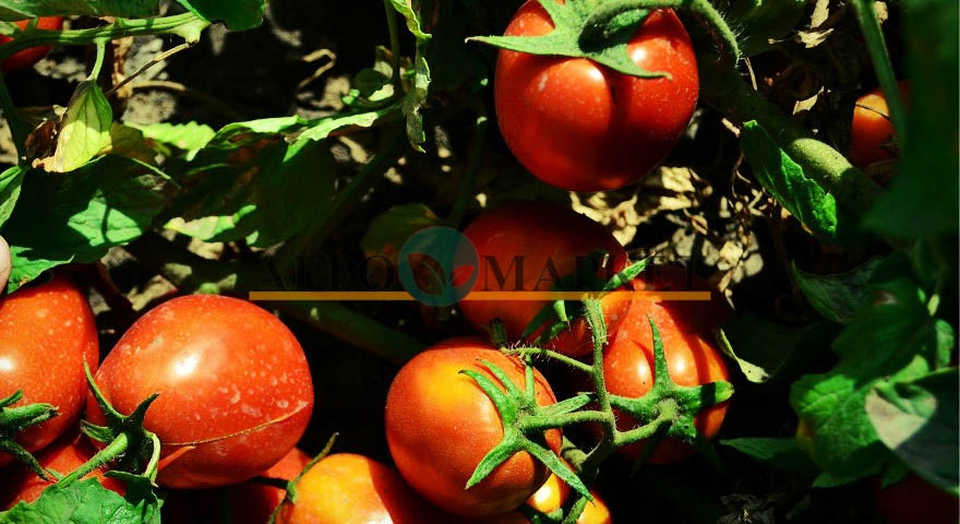 Томат ЯКИ F1 / YAKI F1 Seminis 