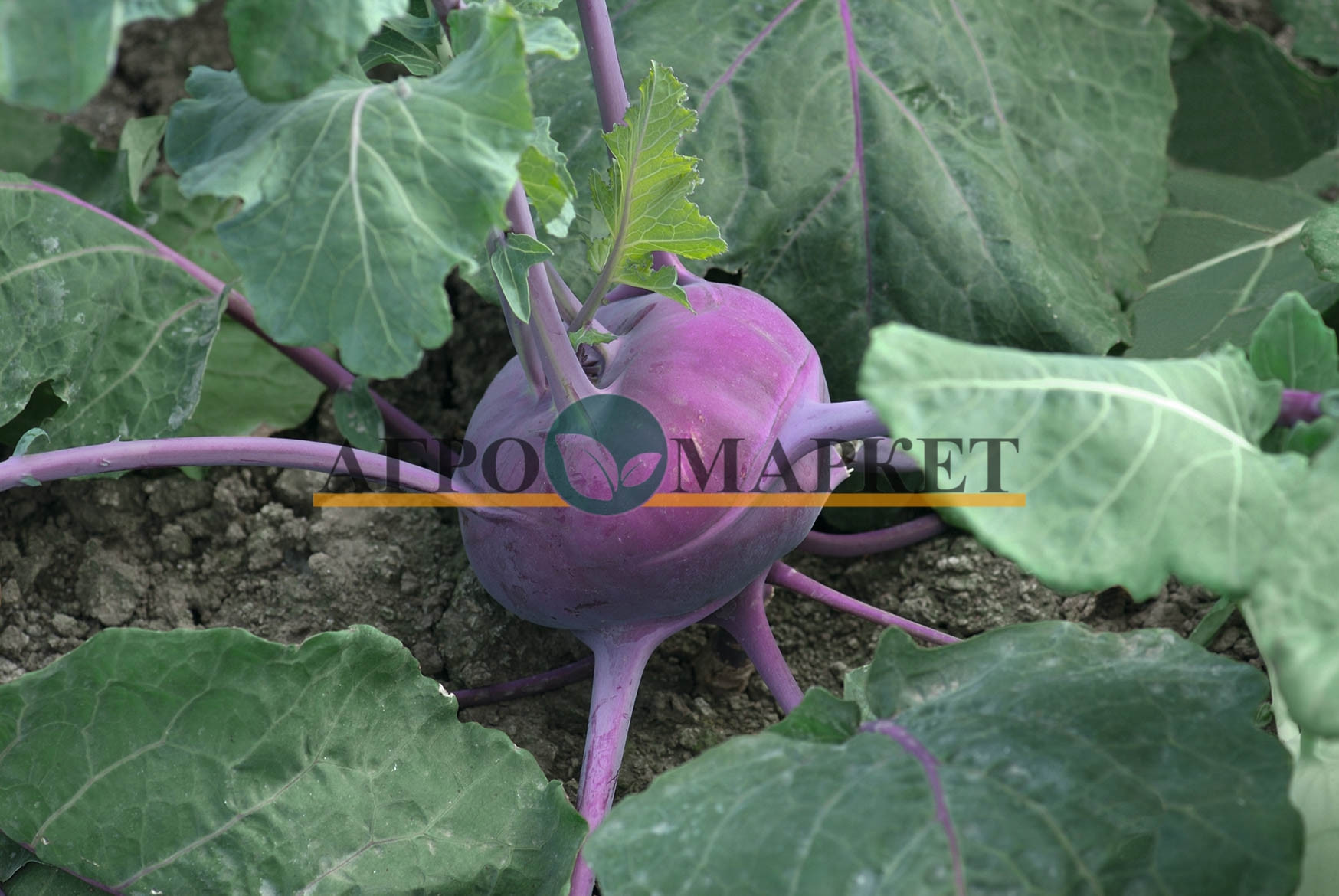 Капуста кольраби КОЛИБРИ F1 / KOLIBRI F1 Bejo 