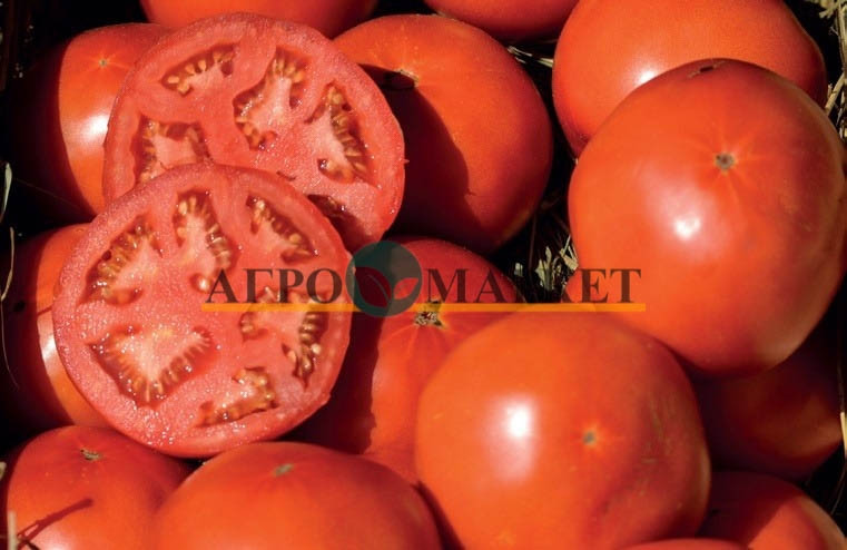 Томат БОБКАТ F1 / BOBKAT F1 Syngenta 