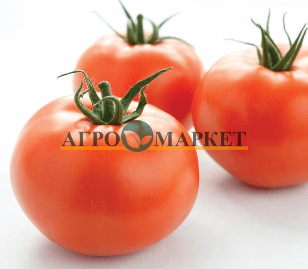Томат РАИСА F1 / RAISA F1 Syngenta 