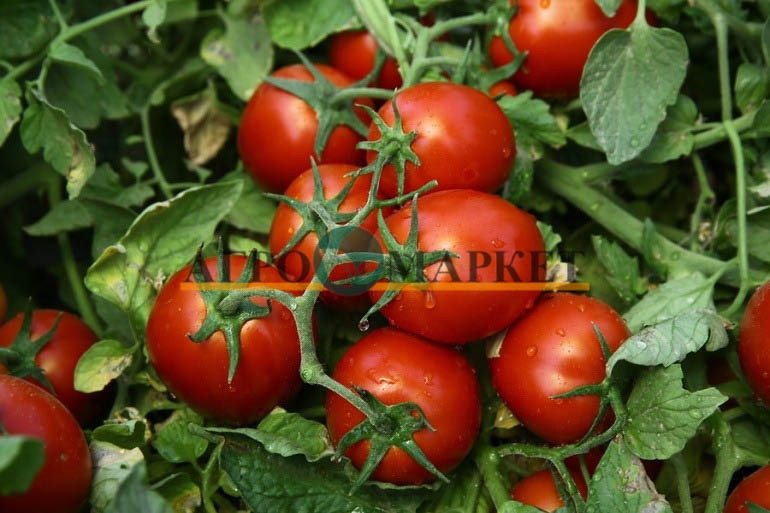 Томат ЧИБЛИ F1 / CHIBLI F1 Syngenta 