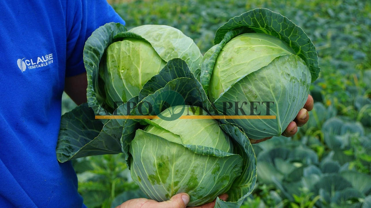 Капуста белокочанная СИР F1 / SIR F1 Clause 