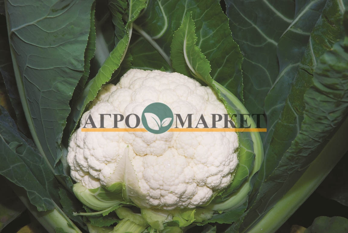 Капуста цветная НАУТИЛУС F1 / NAUTILUS F1 Clause 