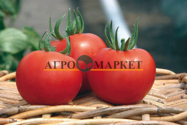 Томат СИЛУЭТ F1 / SILUET F1 Syngenta 