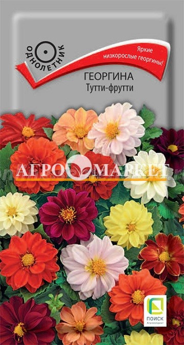 Однолетник Георгина Тутти-фрутти ЦВ Поиск 