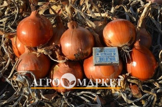 Лук Яровой БЕРЕКЕТ / BEREKET Me-Tan Seeds 