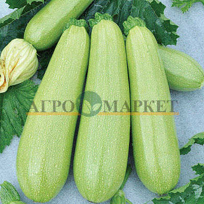 Кабачок КАМИЛИ F1 Поиск 