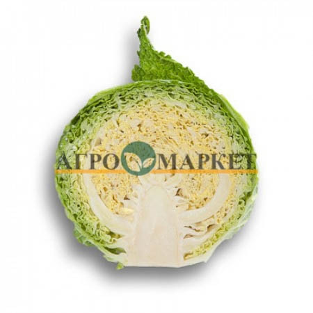 Капуста савойская МАДЛЕН F1 Rijk Zwaan 