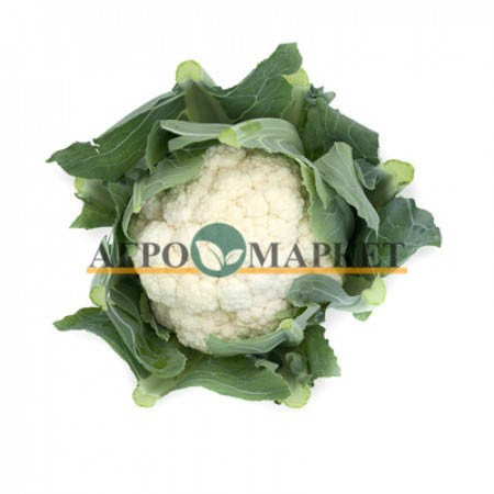 Капуста цветная СТАБИЛИС F1 / STABILIS F1 Rijk Zwaan  фото 2