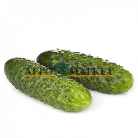 Огурец ЛИСТ F1 / LIST F1 Rijk Zwaan 