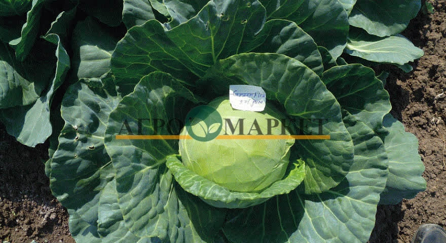 Капуста белокочанная ГРИН ФЛЭШ F1 / GREEN FLASH F1 Seminis 