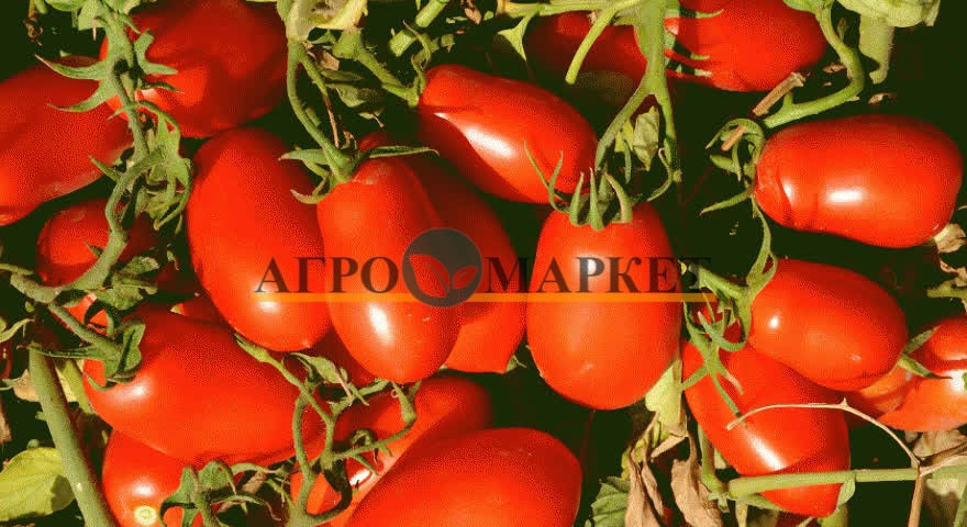Томат ДОЧЕТ F1 / DOCHET F1 Seminis 