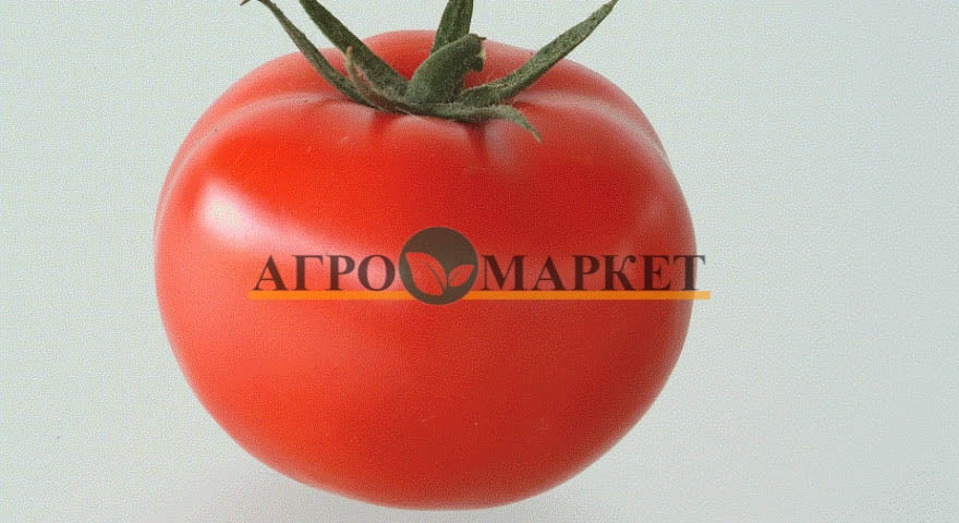 Томат МАГНУС F1 / MAGNUS F1 Seminis 