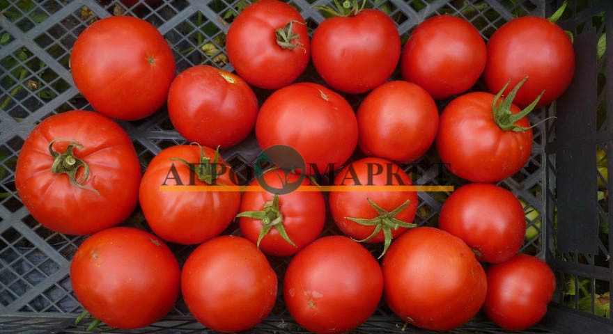 Томат СУПЕР РЕД F1 / SUPER RED F1 Seminis 