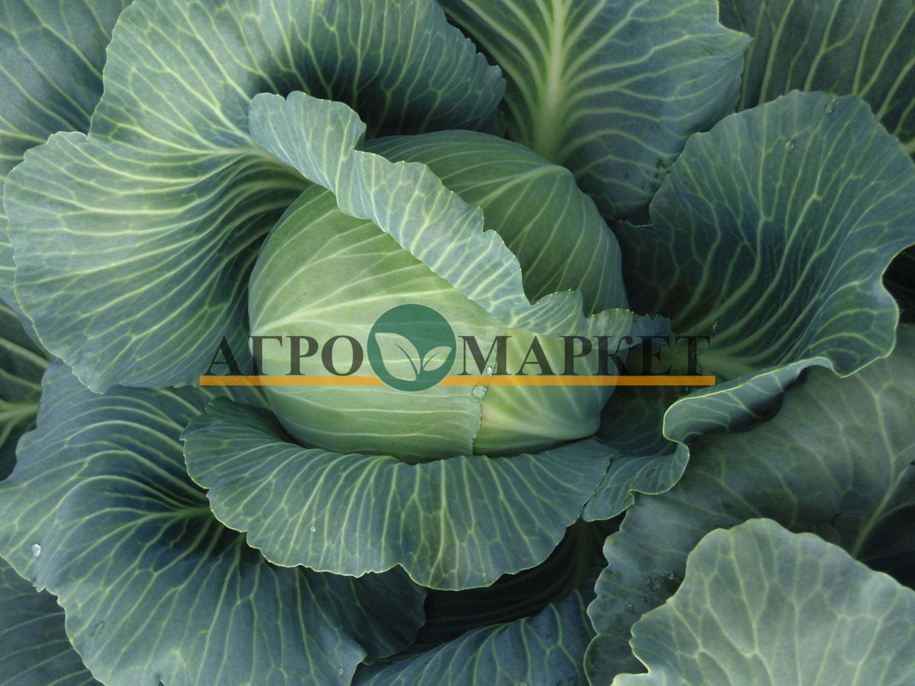 Капуста белокочанная АЛЬФРЕДО F1 / ALFREDO F1 Bejo  фото 2