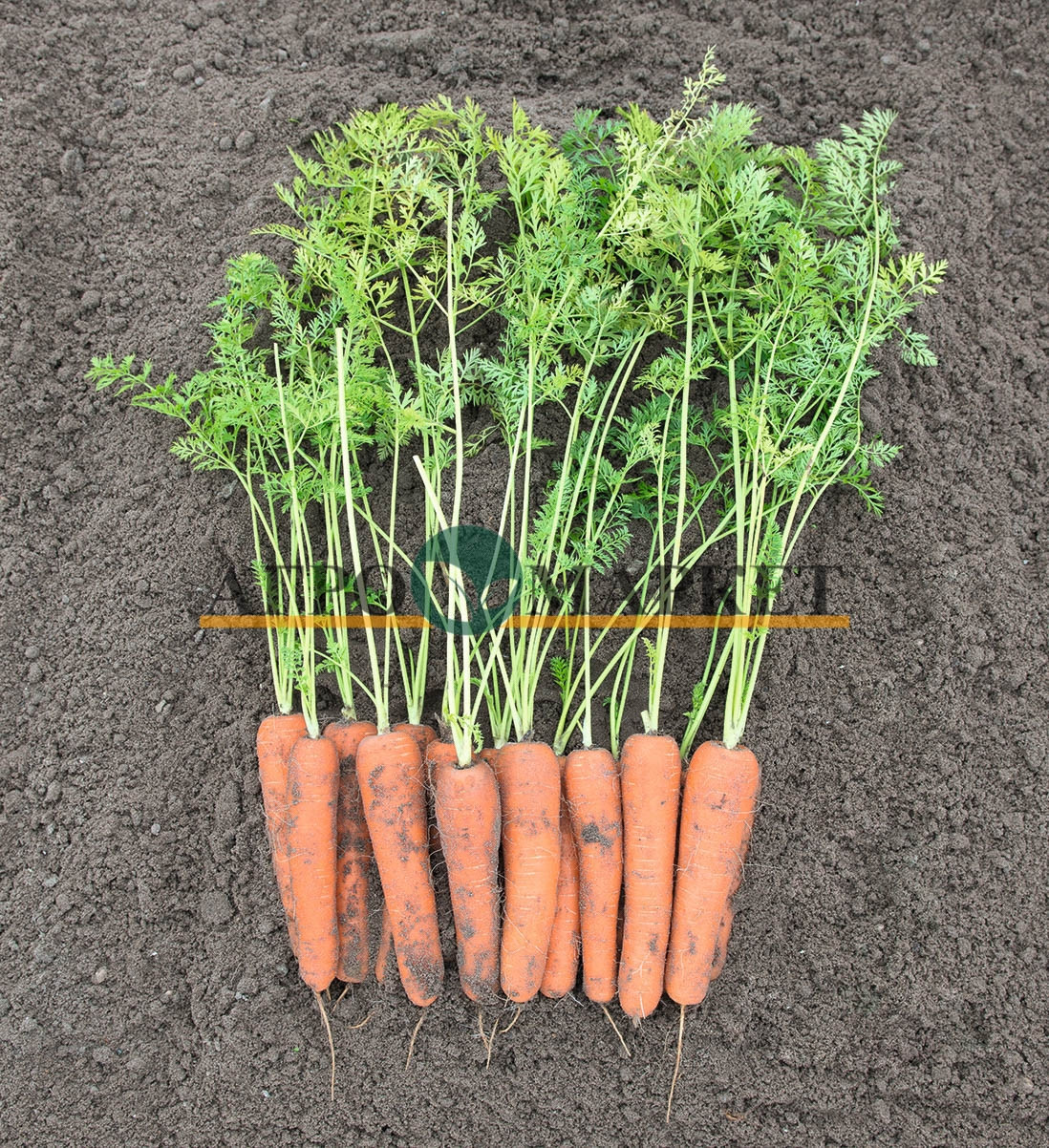 Морковь НИРИМ F1 / NIRIM F1 Bejo  фото 2