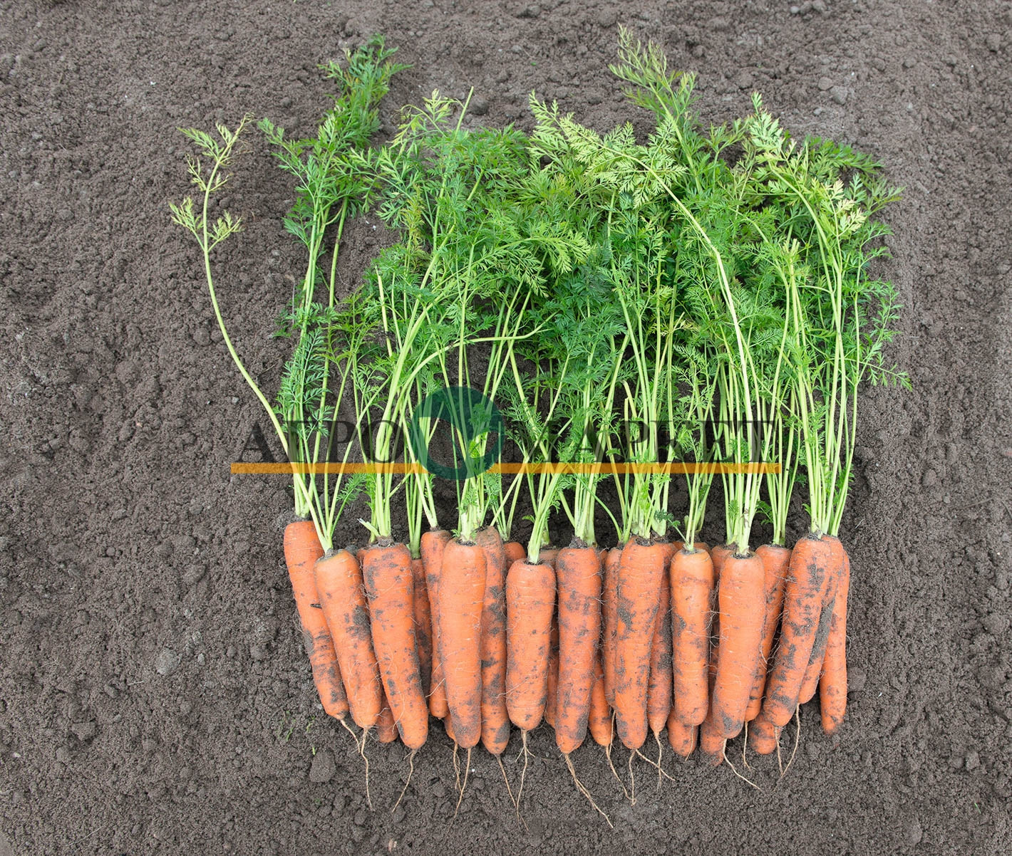 Морковь РОМОСА / ROMOSA Bejo 