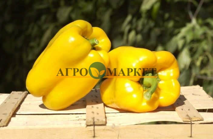 Перец сладкий ТЕВЕРЕ F1 / TEVERE F1 Sakata 