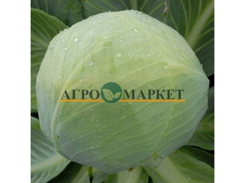 Капуста белокочанная ЗОЛТАН F1 / ZOLTAN F1 Hazera 