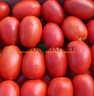 Томат ШАНТИ F1 / SHANTI F1 Hazera 