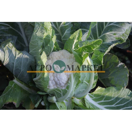 Капуста цветная КАБРАЛ F1 / KABRAL F1 Syngenta 