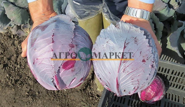 Капуста краснокочанная РЕБОЛ F1 / REBOL F1 Syngenta 