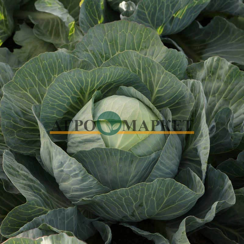 Капуста белокочанная ЭЛАСТОР F1 / ELASTOR F1 Syngenta 