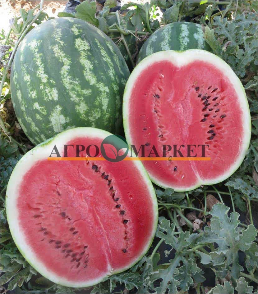 Арбуз РЕД ХАРТ F1 / RED KHART F1 Unigen Seeds 