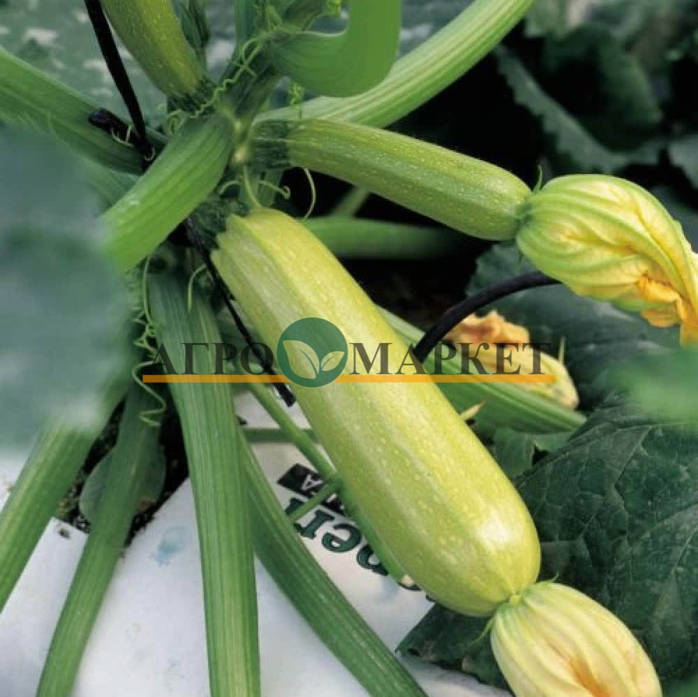 Кабачок АНГЕЛИНА F1 / ANGELINA F1 Syngenta  фото 2