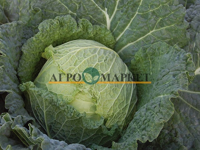 Капуста савойская КОНВОЙ F1 / KONVOY F1 Enza Zaden 