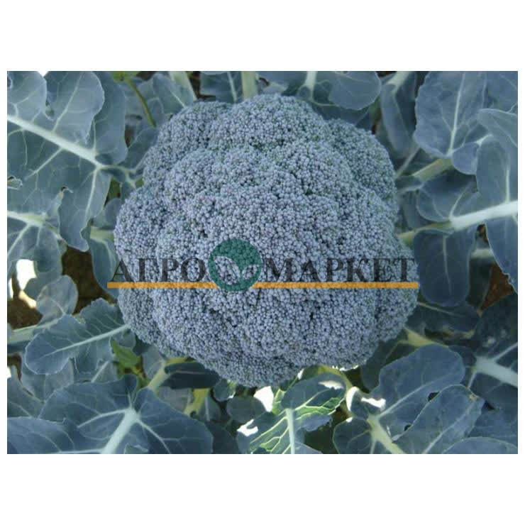 Капуста брокколи МАРАТОН F1 / MARATON F1 Sakata 