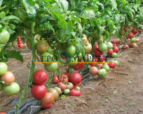 Томат ПИНК КРИМ (РОЗАЛЬБА) F1 / PINK KRIM (ROZALBA) F1 Esasem 