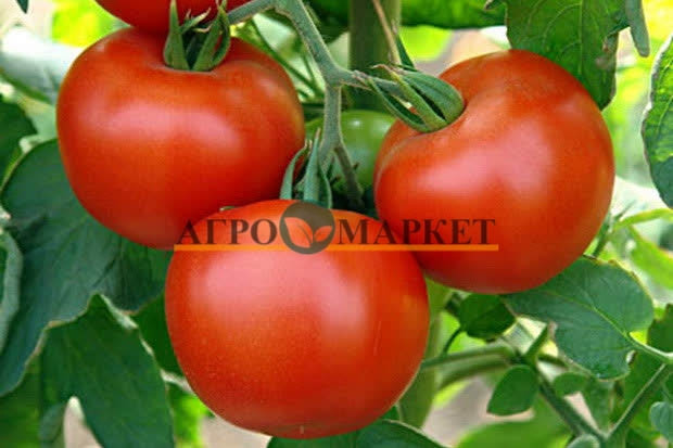 Томат ЭЙДЖЕН F1 / EYDZHEN F1 Enza Zaden 